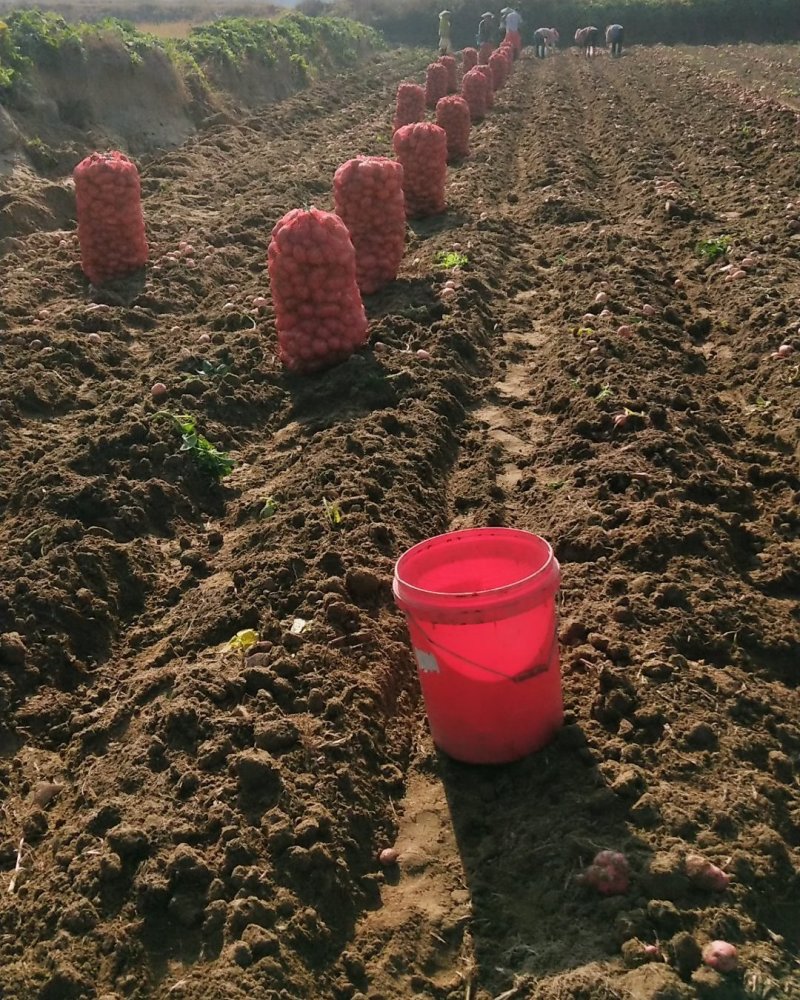 盈江土豆大量上市有意联系求合作