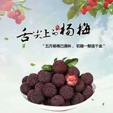 浙江兰溪黑炭杨梅产地直销，实力代办，地头价，保质保量