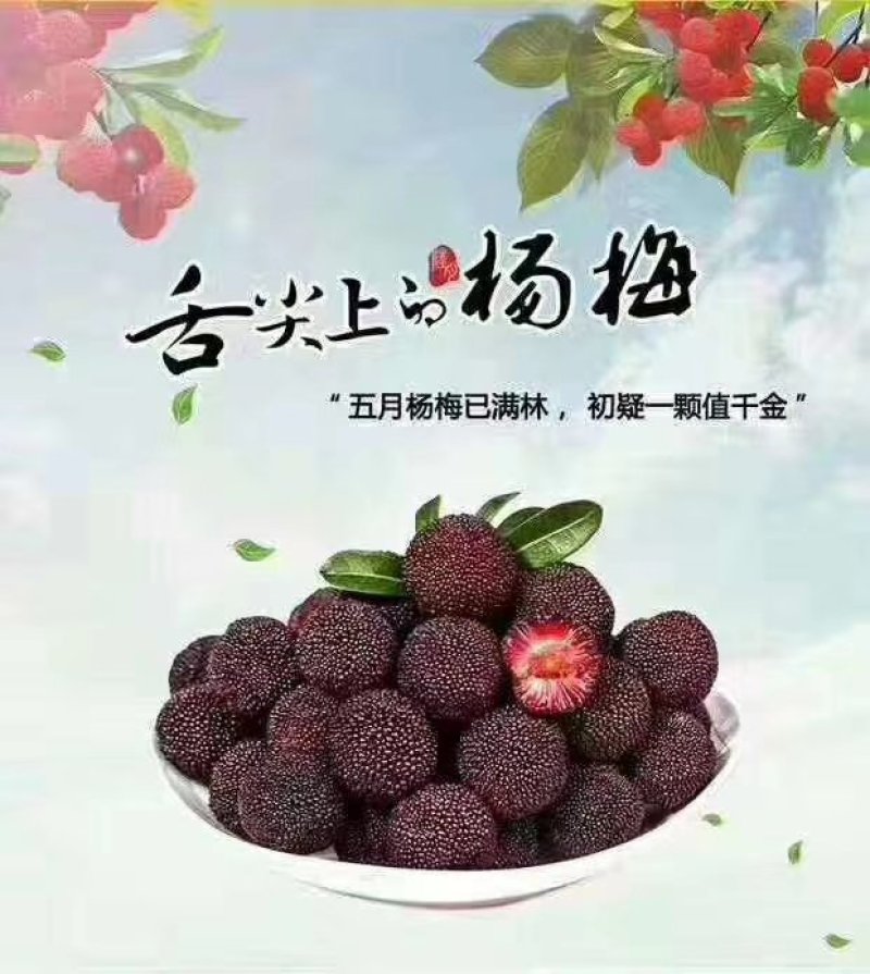 浙江兰溪黑炭杨梅产地直销，实力代办，地头价，保质保量