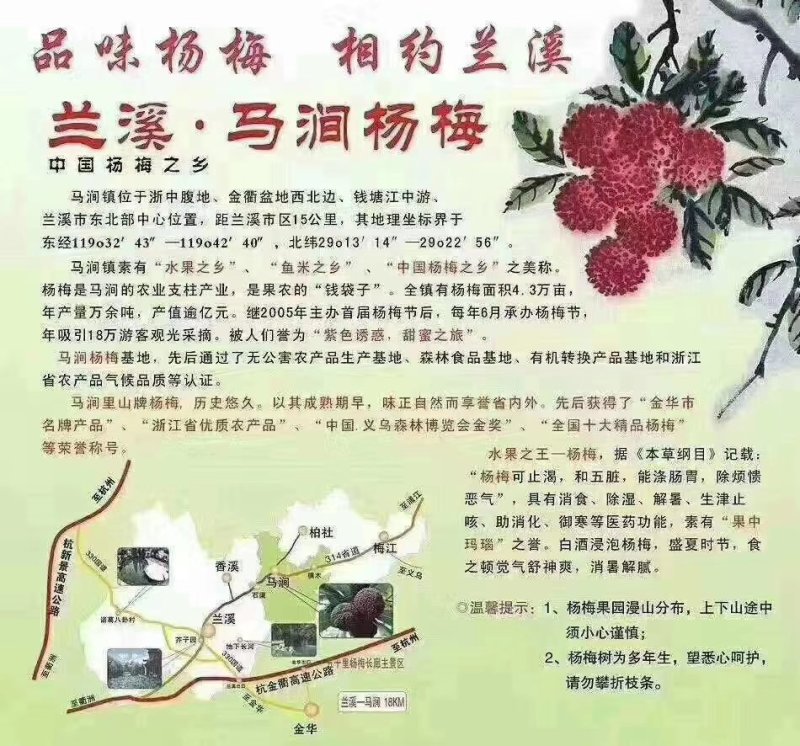 浙江兰溪黑炭杨梅产地直销，实力代办，地头价，保质保量