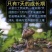 2026年新鲜松茸8月份发货产地批发