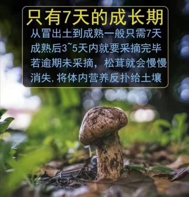 2026年新鲜松茸8月份发货产地批发