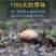 2026年新鲜松茸8月份发货产地批发