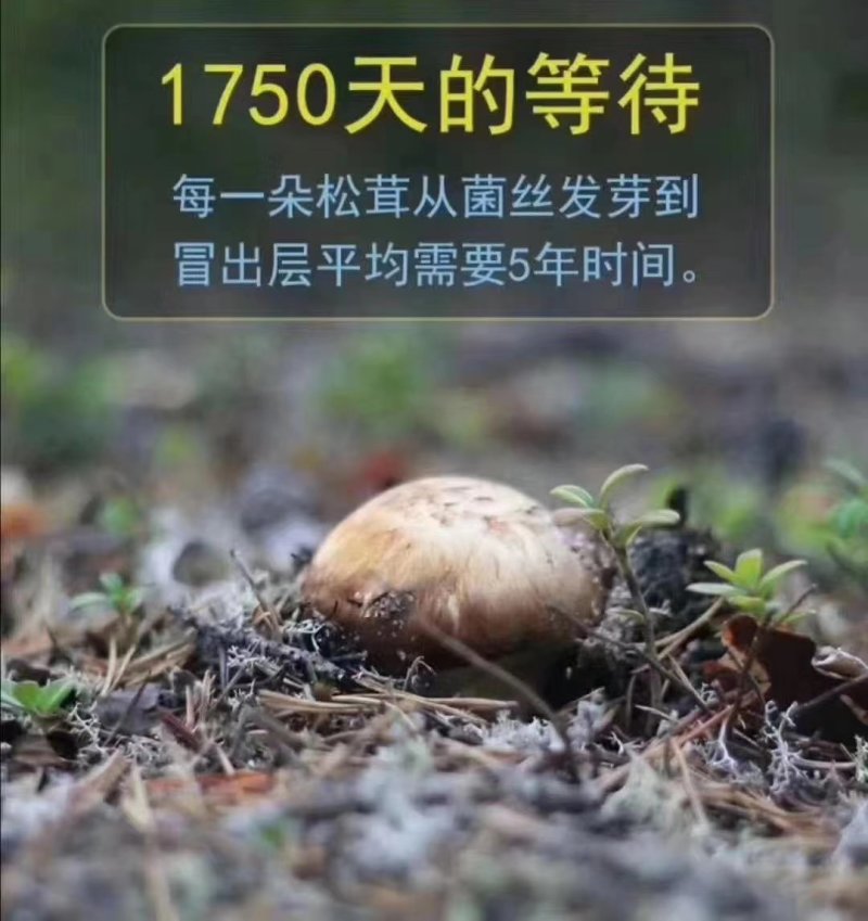 2026年新鲜松茸8月份发货产地批发