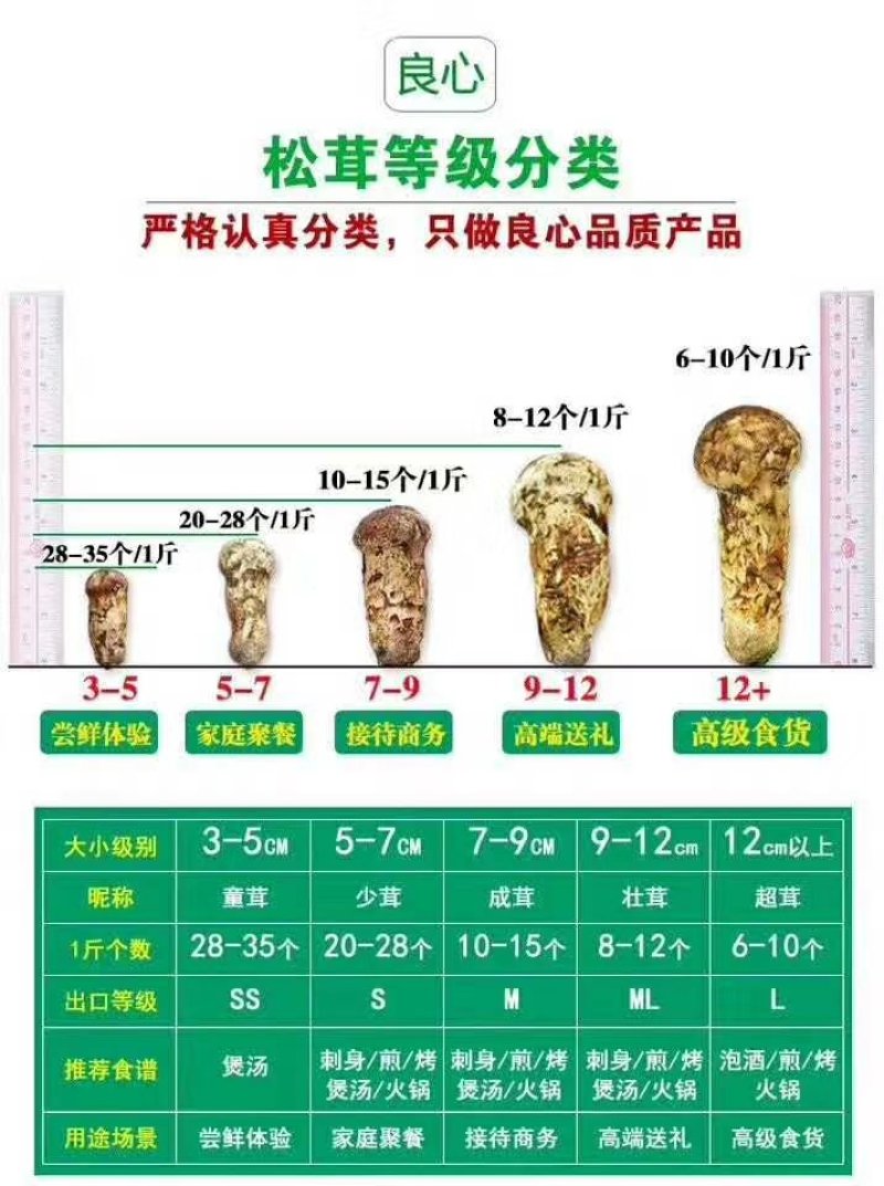 2026年新鲜松茸8月份发货产地批发