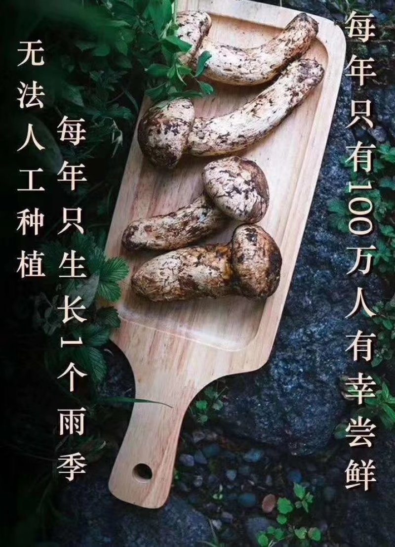 2026年新鲜松茸8月份发货产地批发