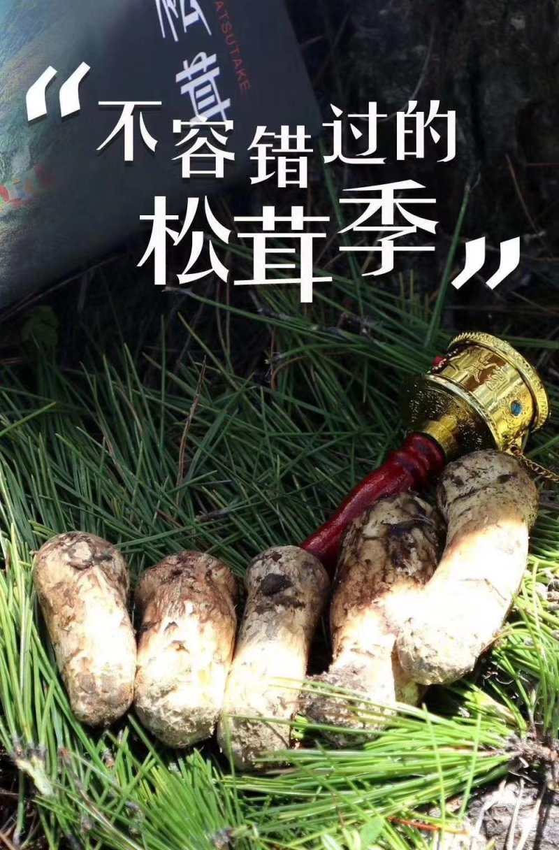 2026年新鲜松茸8月份发货产地批发