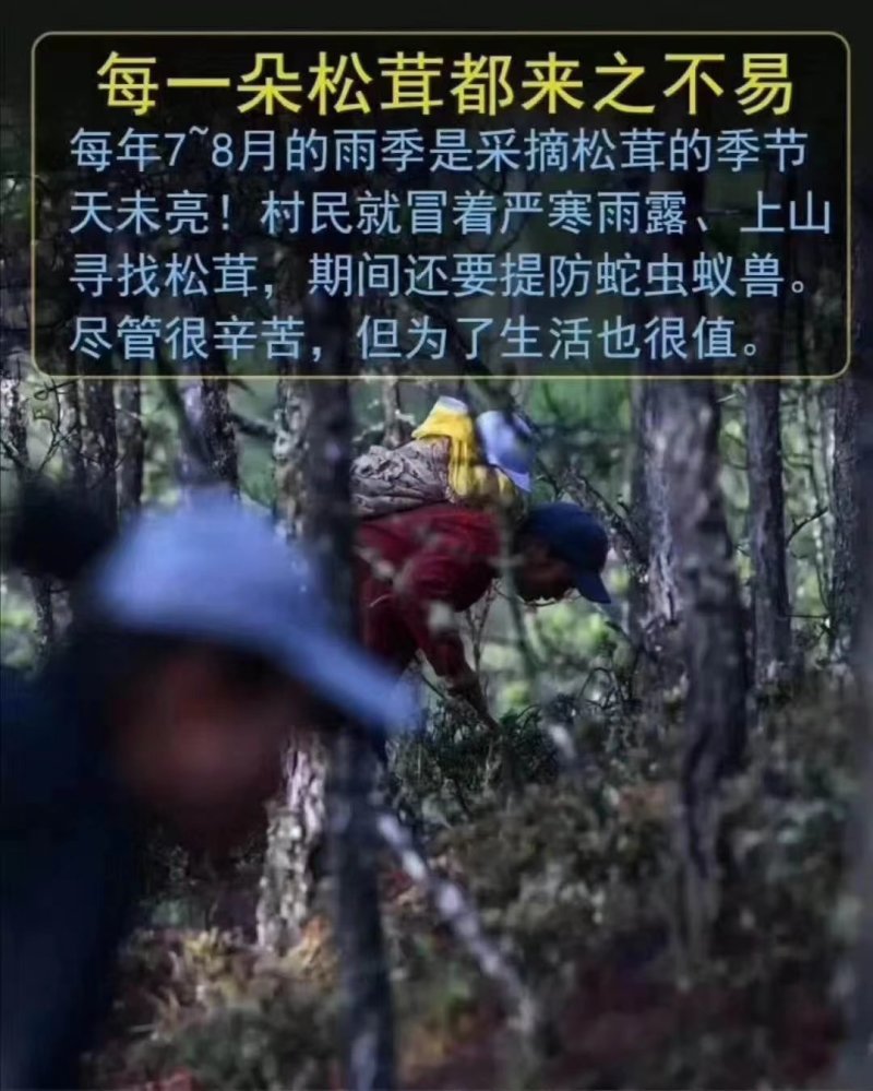 2026年新鲜松茸8月份发货产地批发