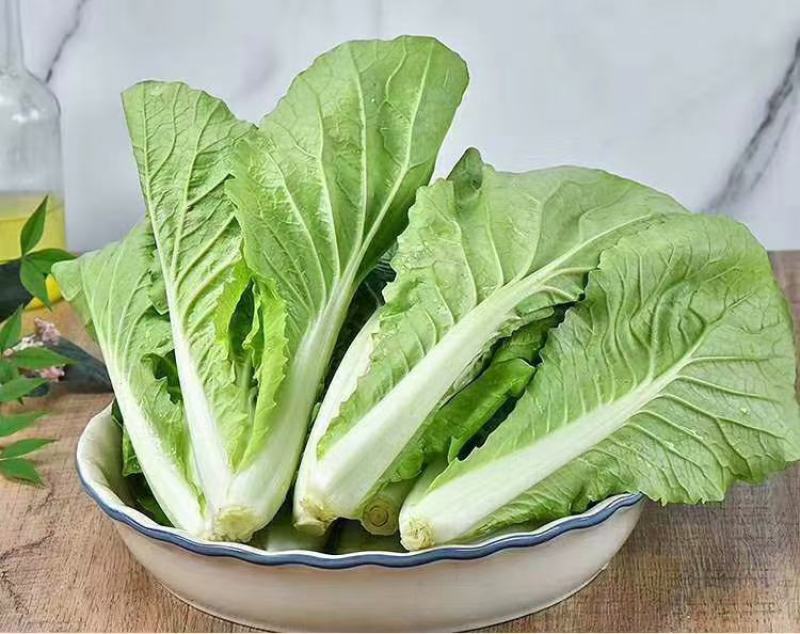 曹县产地直供小白菜，常年供应