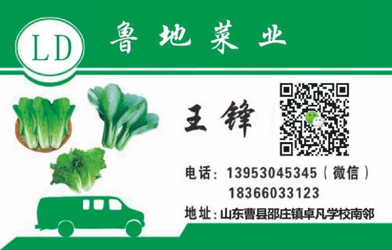 曹县产地直供小白菜，常年供应