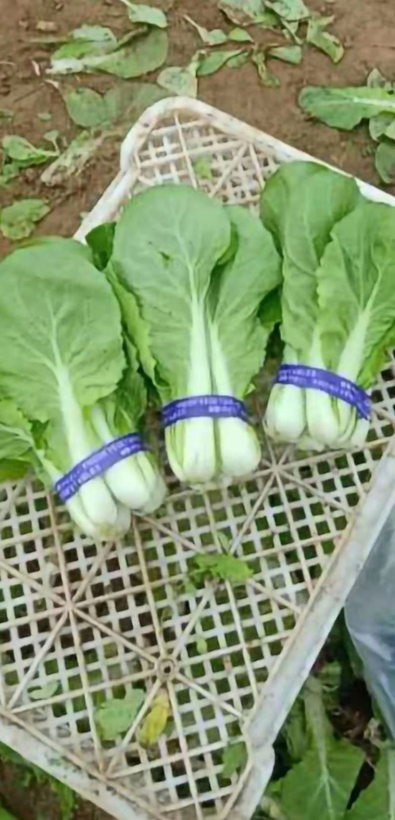 曹县产地直供小白菜，常年供应