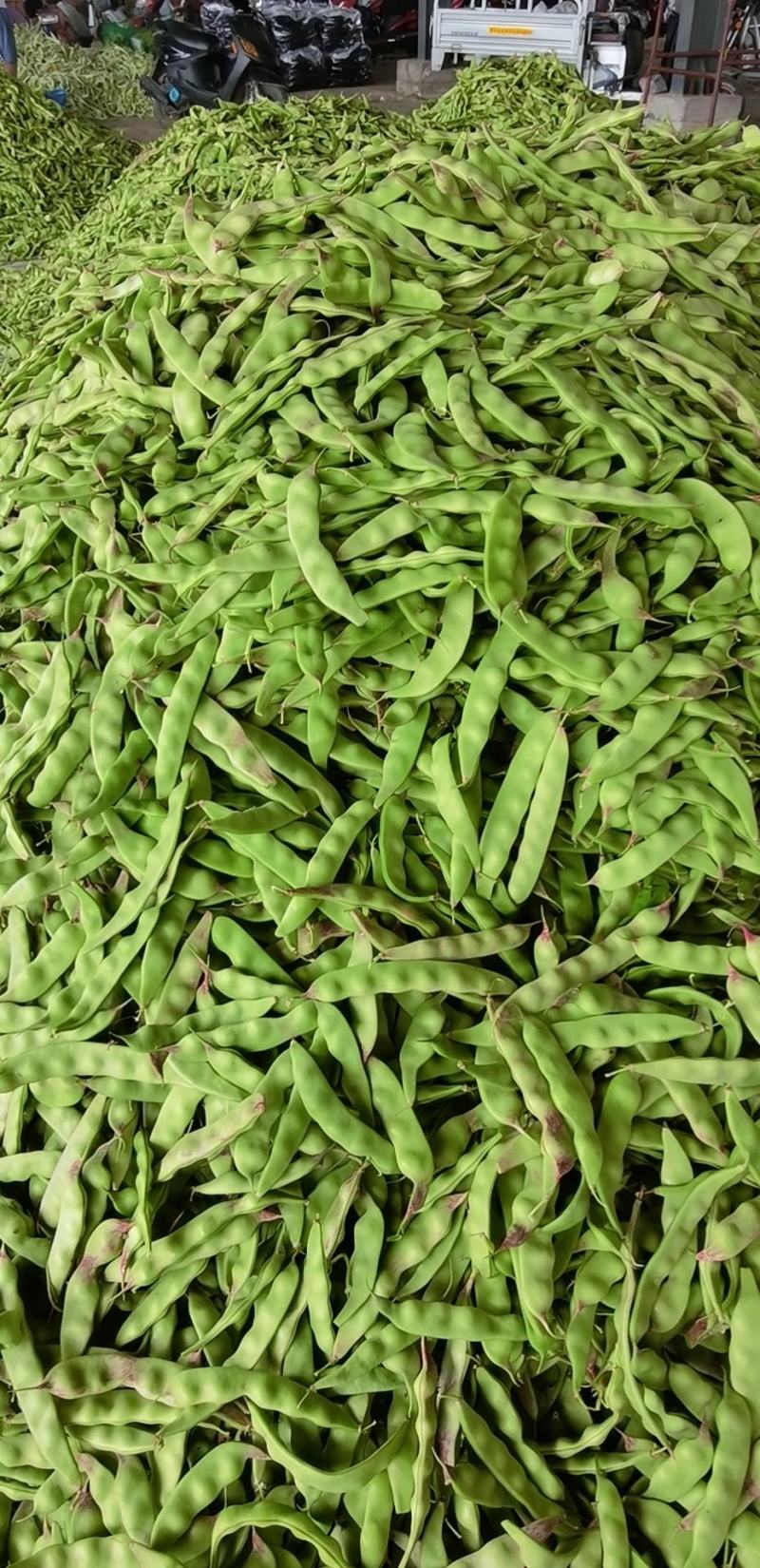 油豆角，油豆，一点红油豆角大量上市，欢迎采购