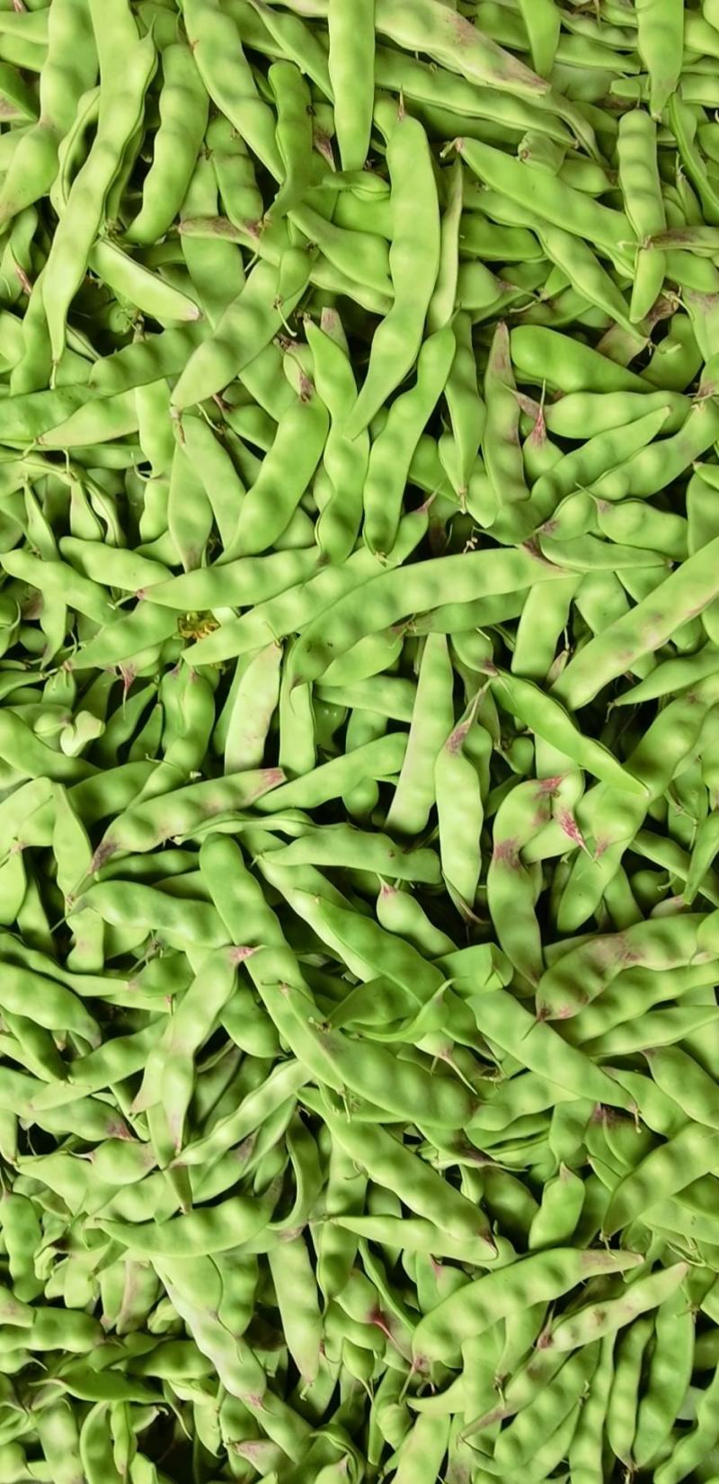 油豆角，油豆，一点红油豆角大量上市，欢迎采购