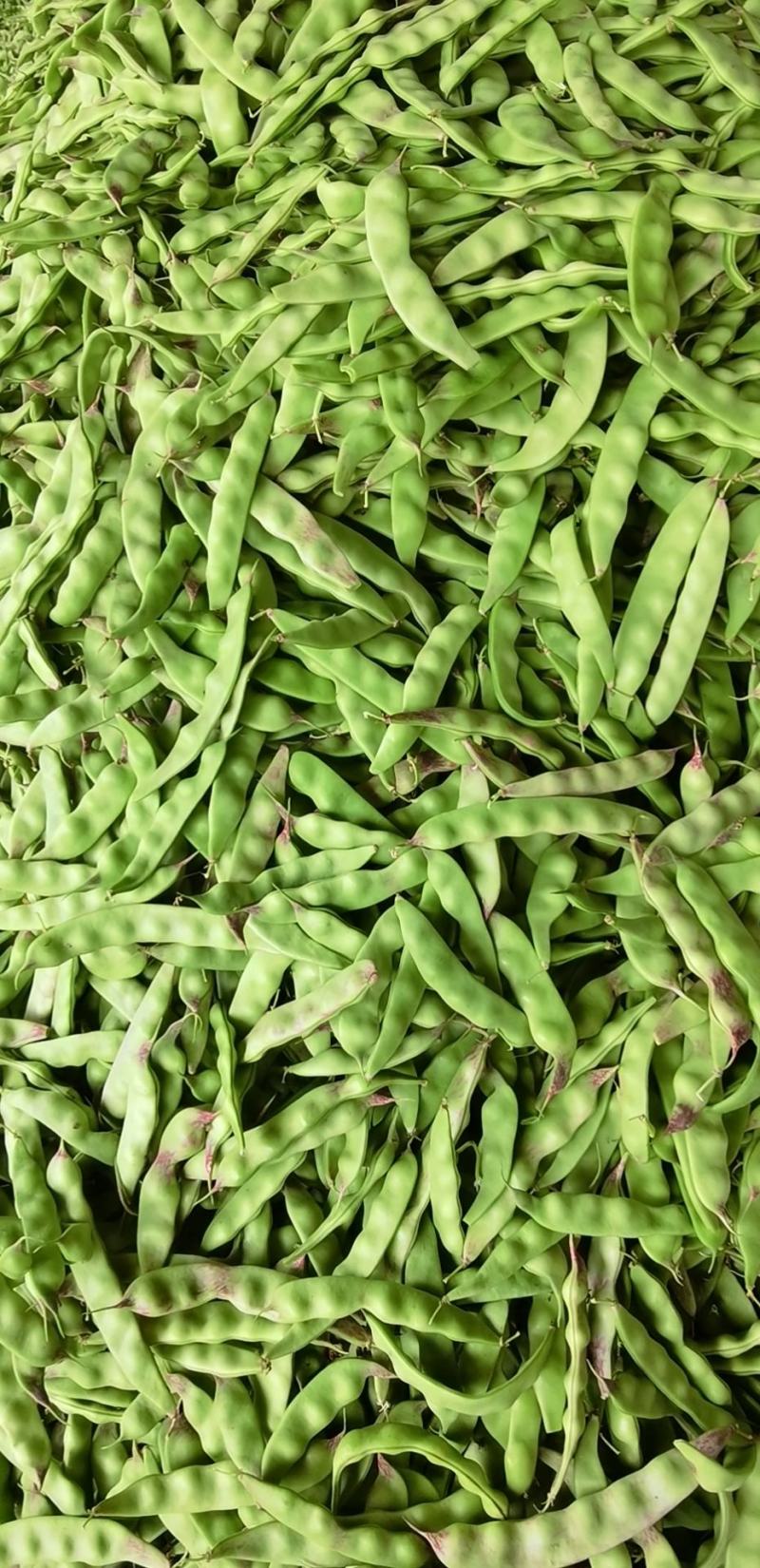 油豆角，油豆，一点红油豆角大量上市，欢迎采购