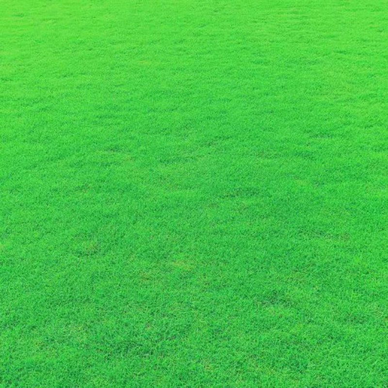 草皮