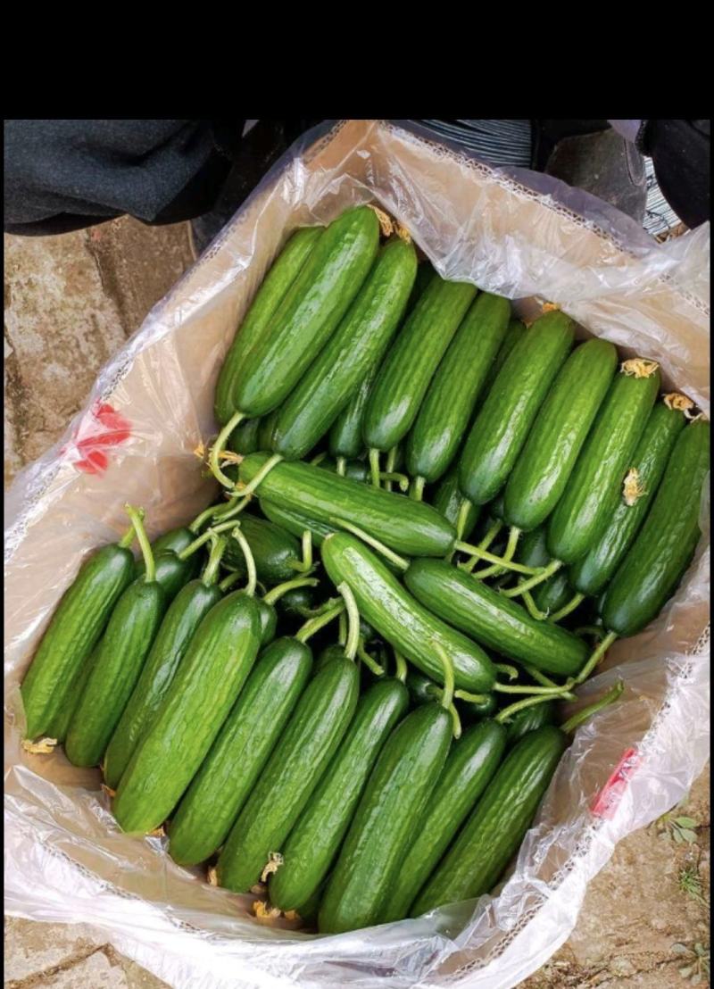 水果小黄瓜