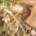 紫皮大蒜，河北紫皮四六瓣大蒜！河北沧州肃宁基地直销！