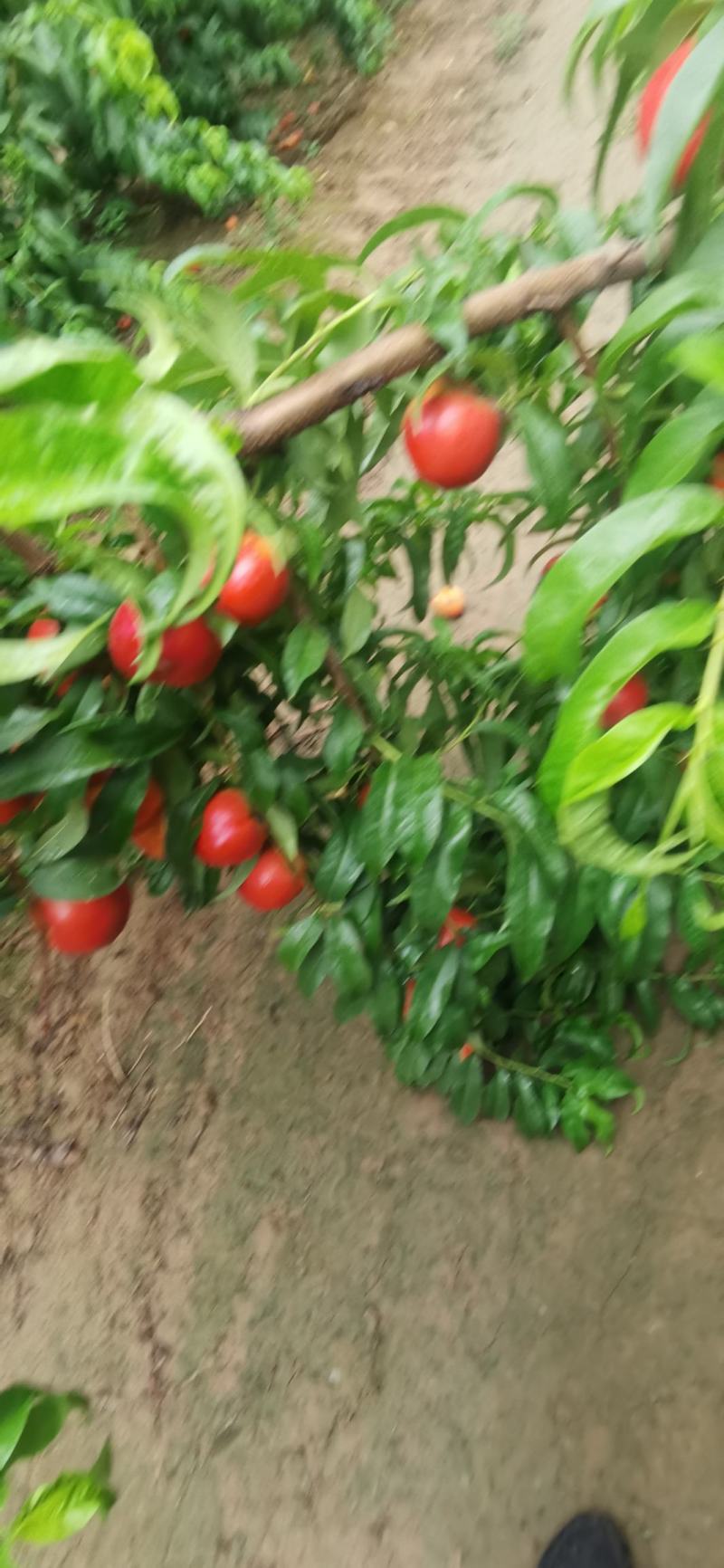 中油十八白肉油桃大量上市中白肉油桃山西运城永济白肉油桃