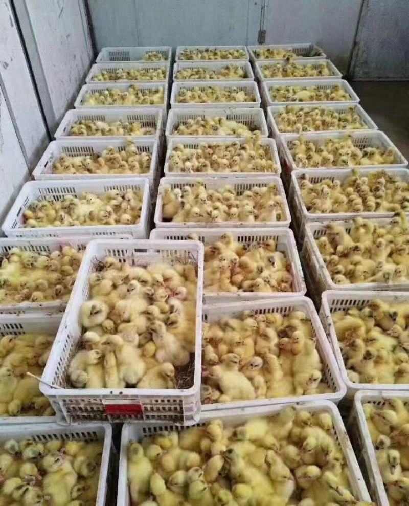 纯种大三花鹅苗，大量供应中，70天9斤，成活率95