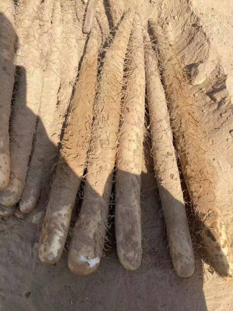 宁夏沙地山药，白玉，铁棍，大量供应，可视频看货，实地考察