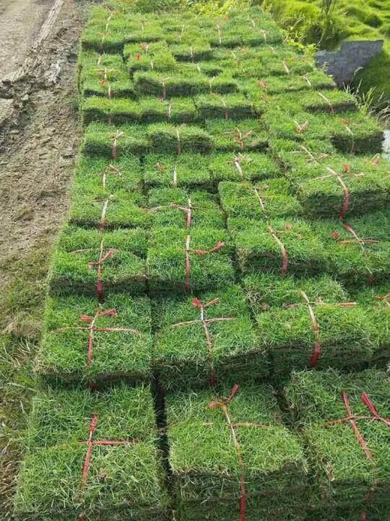【推荐】马尼拉草块草坪草质量保证价格可谈欢迎来电