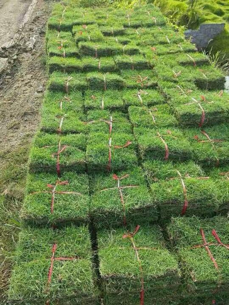 【推荐】马尼拉草块草坪草质量保证价格可谈欢迎来电