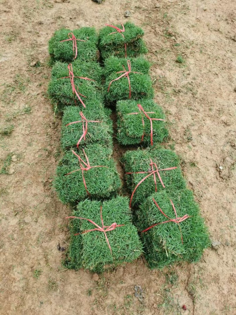 【推荐】马尼拉草块草坪草质量保证价格可谈欢迎来电