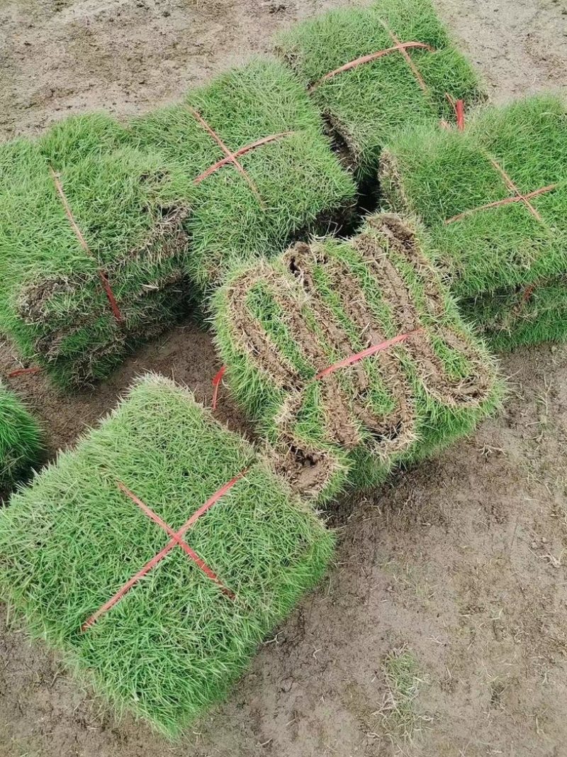 【推荐】马尼拉草块草坪草质量保证价格可谈欢迎来电