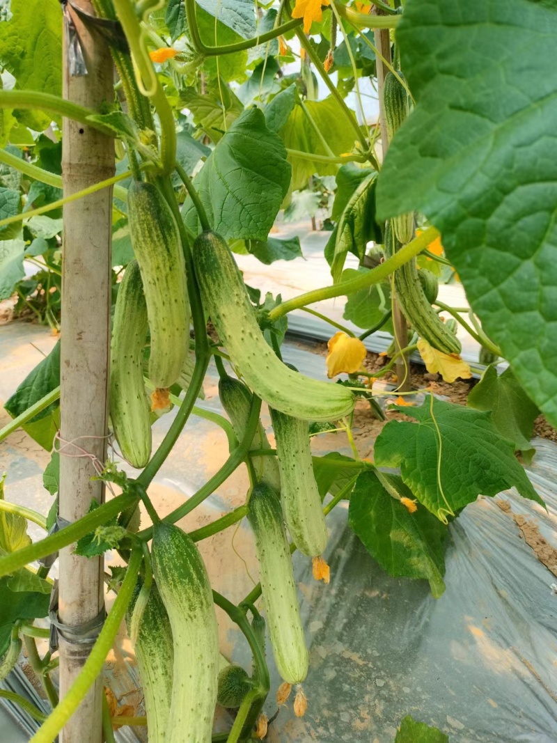 本地黄瓜