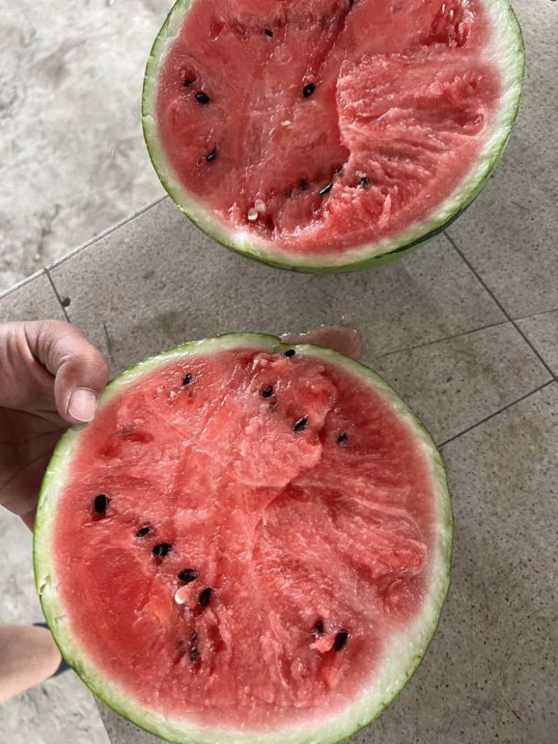 西瓜正宗长期供应