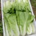 精品小中大颗小白菜，上海青，可供商超，量大从优。