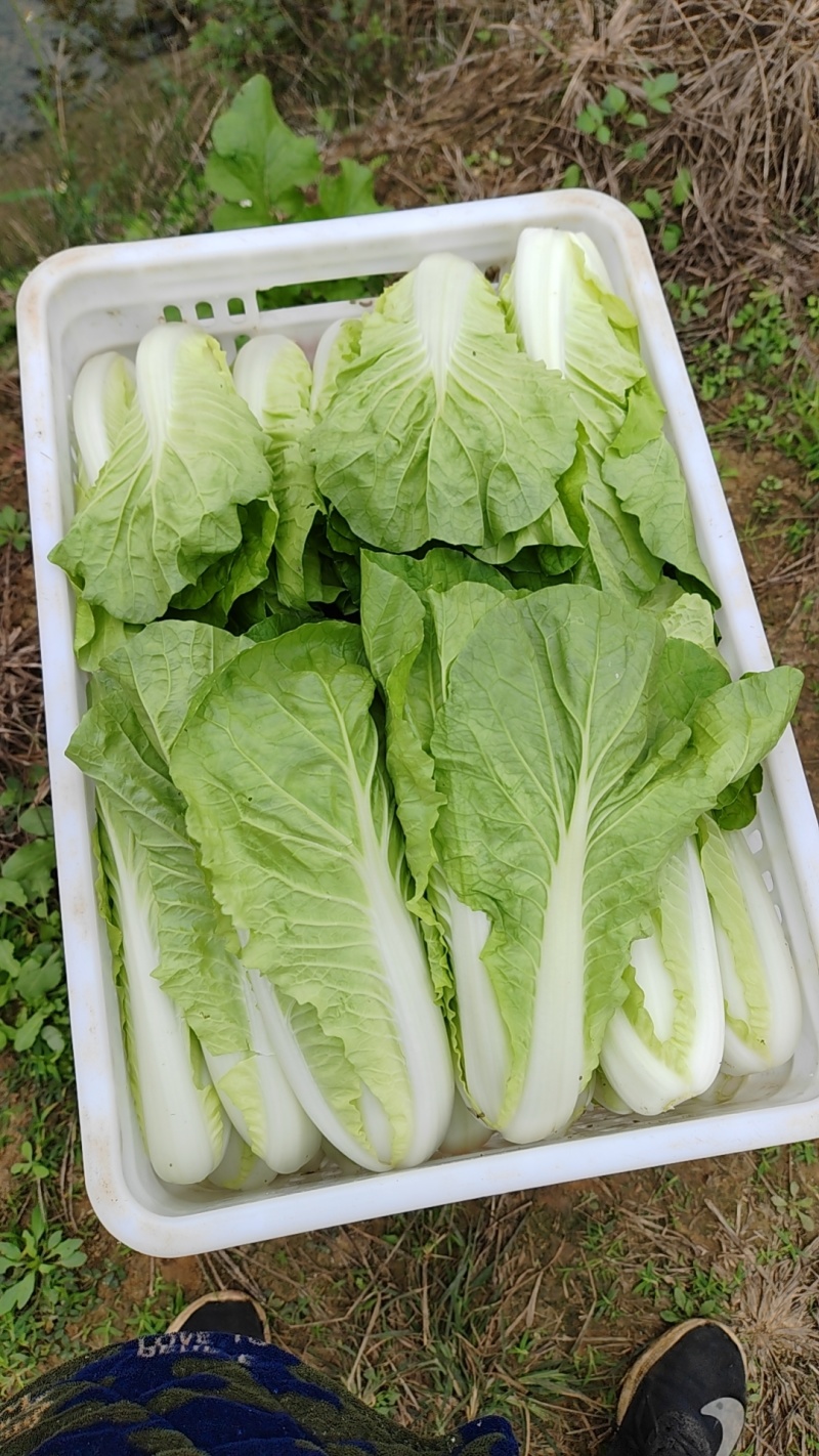 精品小中大颗小白菜，上海青，可供商超，量大从优。