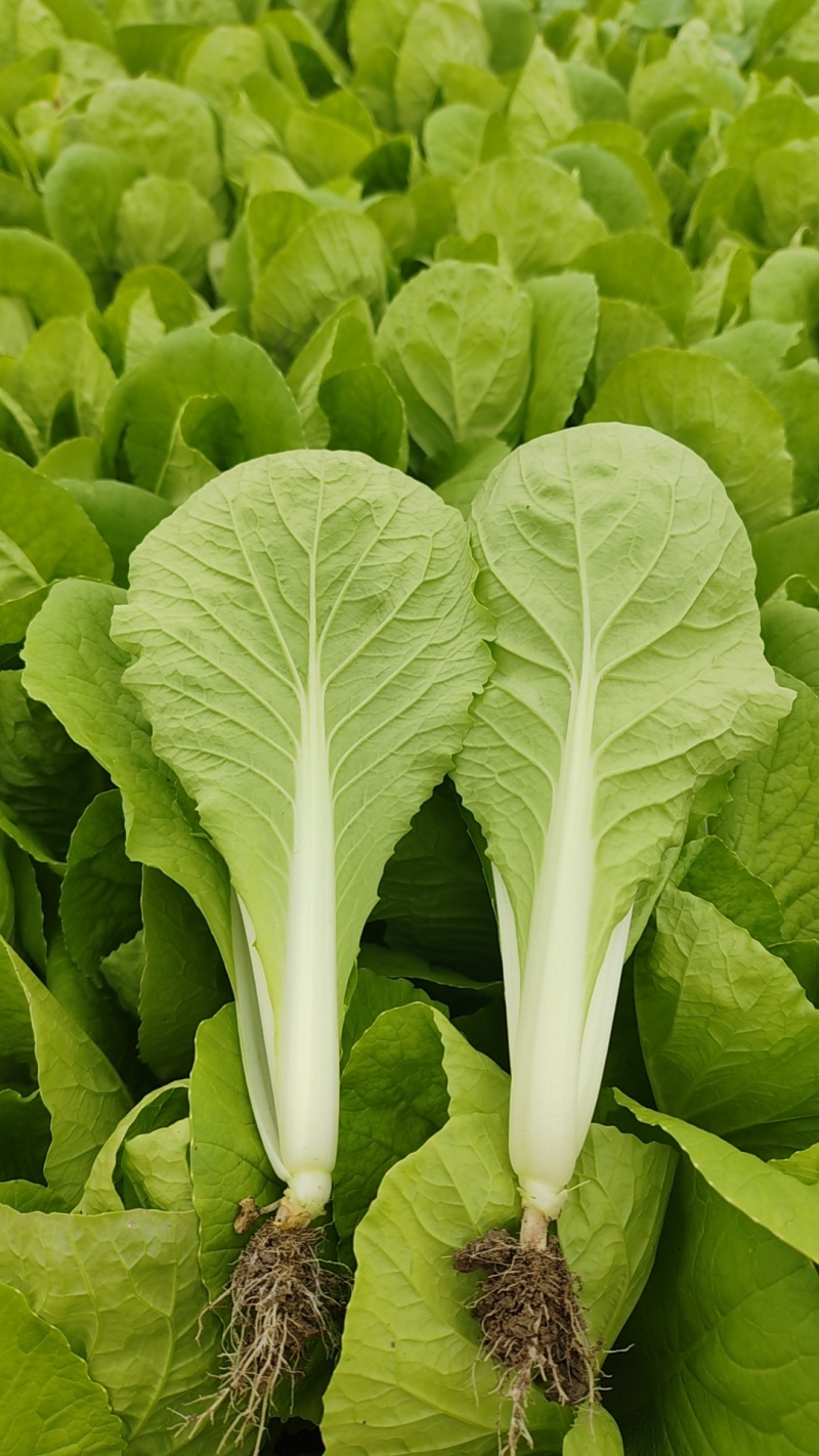 精品小中大颗小白菜，上海青，可供商超，量大从优。