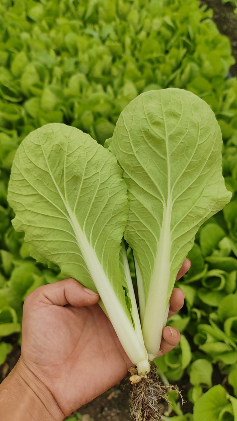 精品小中大颗小白菜，上海青，可供商超，量大从优。