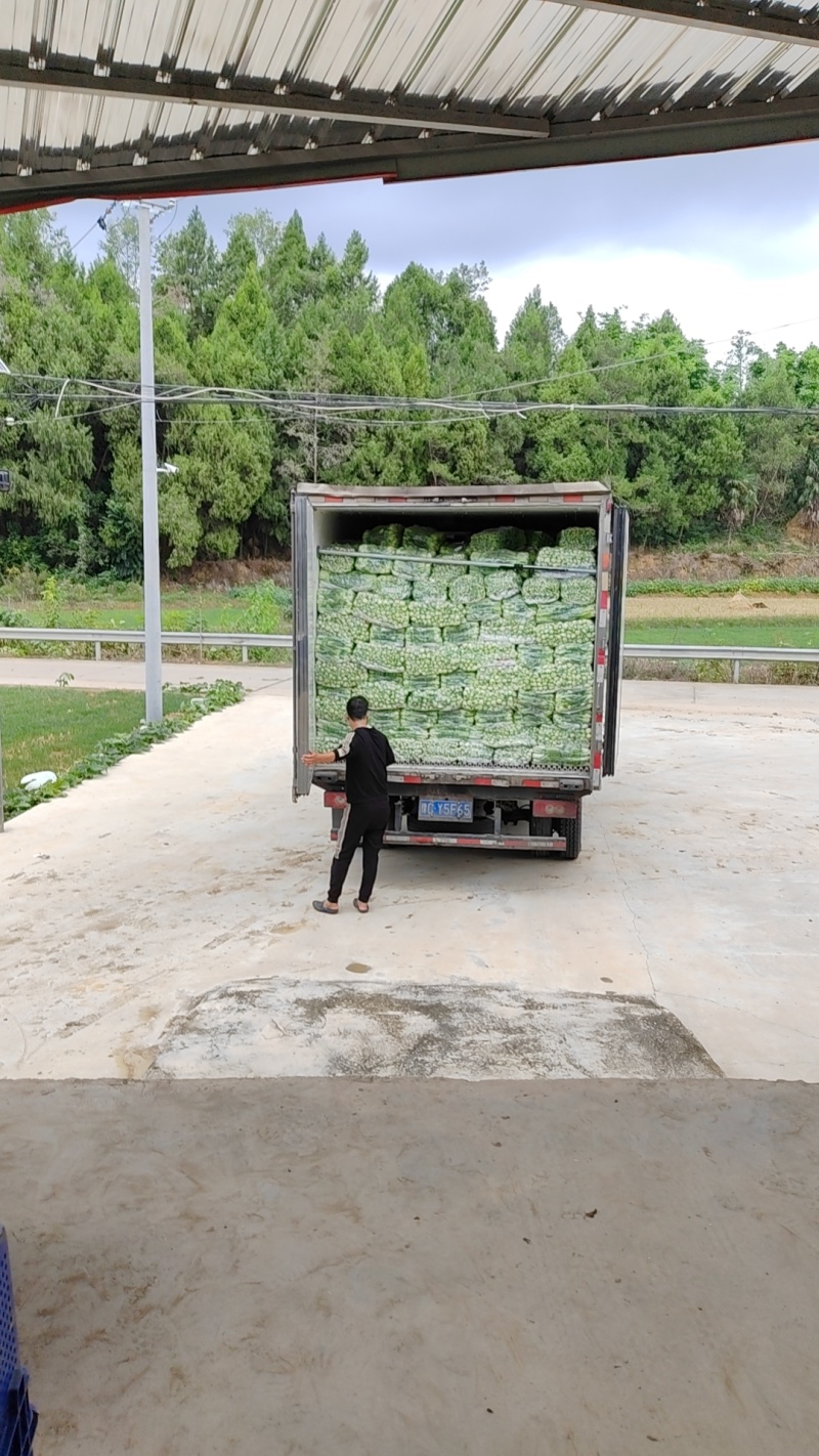 精品小中大颗小白菜，上海青，可供商超，量大从优。