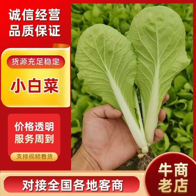 精品小中大颗小白菜，上海青，可供商超，量大从优。
