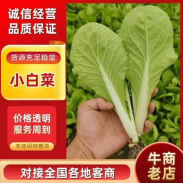 精品小中大颗小白菜，上海青，可供商超，量大从优。