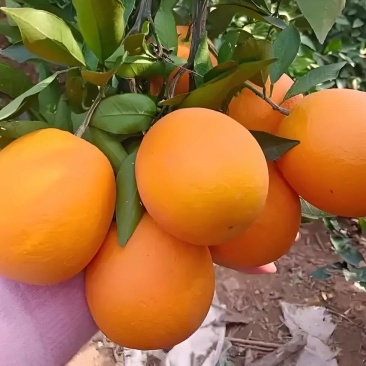 橙子精品纽荷尔脐橙火红色口感纯甜大果园可视频看货