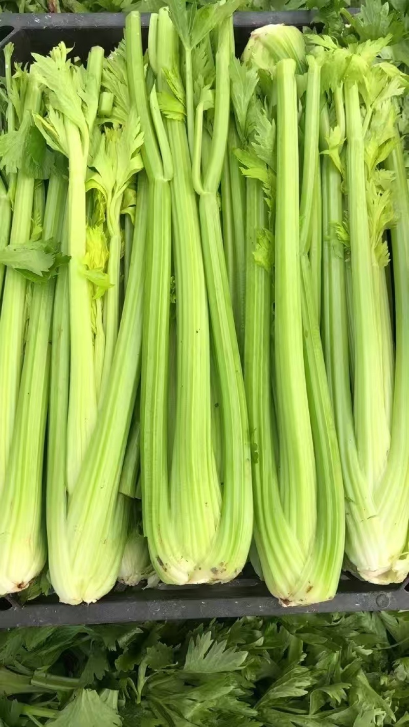 南通本地精品大西芹。
