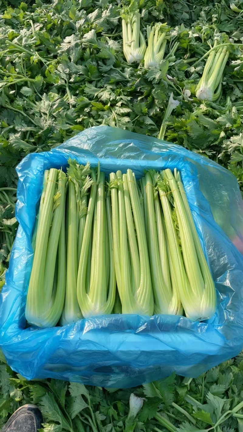 南通本地精品大西芹。
