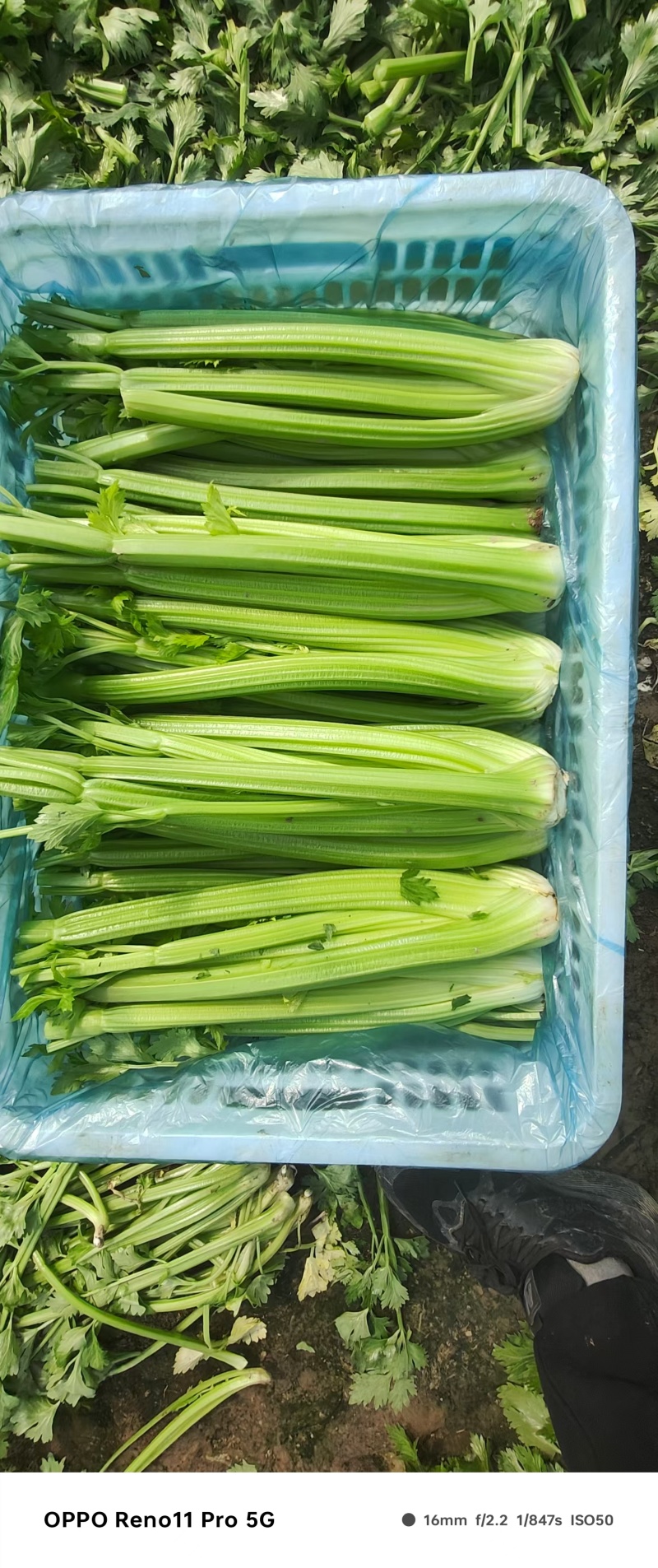 南通本地精品大西芹。