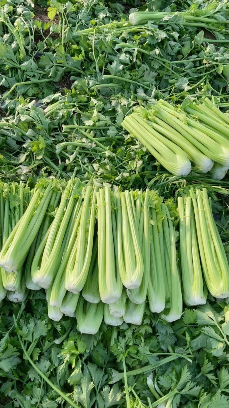 南通本地精品大西芹。