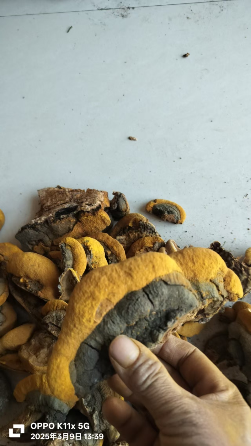 来自子午岭大山深处野生的杨树桑黄
