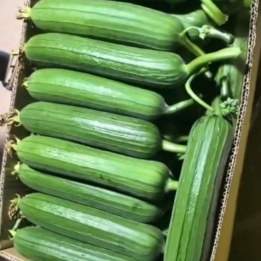南通本地精品油皮丝瓜