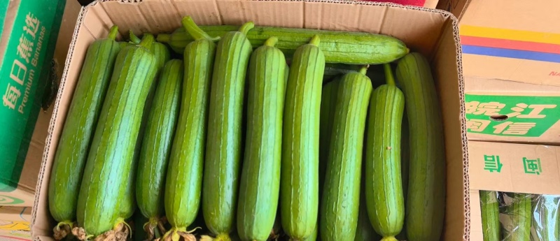 南通本地精品油皮丝瓜