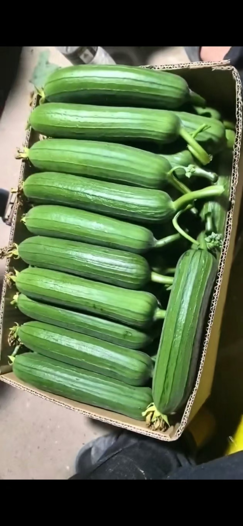南通本地精品油皮丝瓜