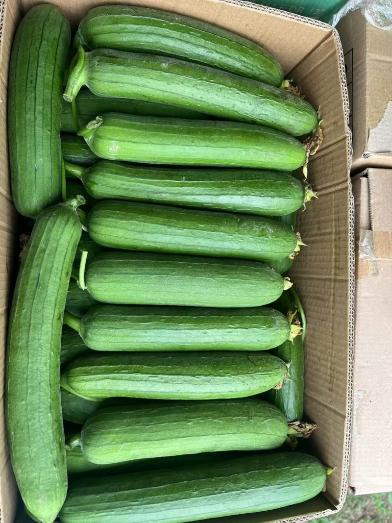 南通本地精品油皮丝瓜