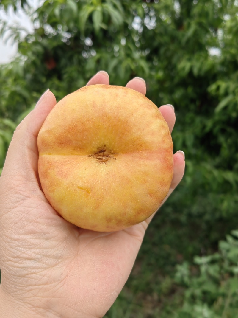 油蟠桃，早金霞