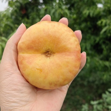 油蟠桃，早金霞