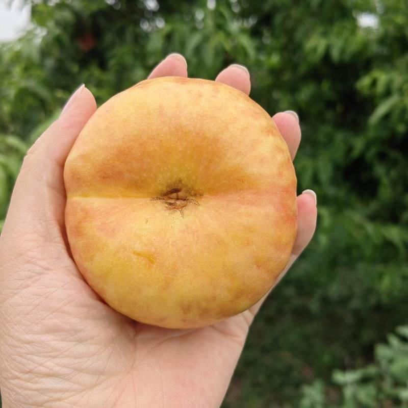 油蟠桃，早金霞